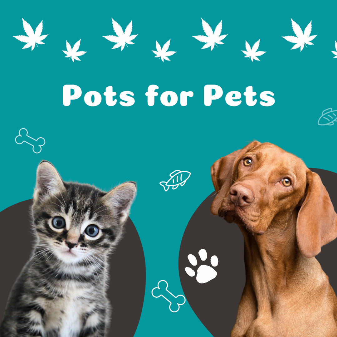 Pots and Pets: What You Need To Know