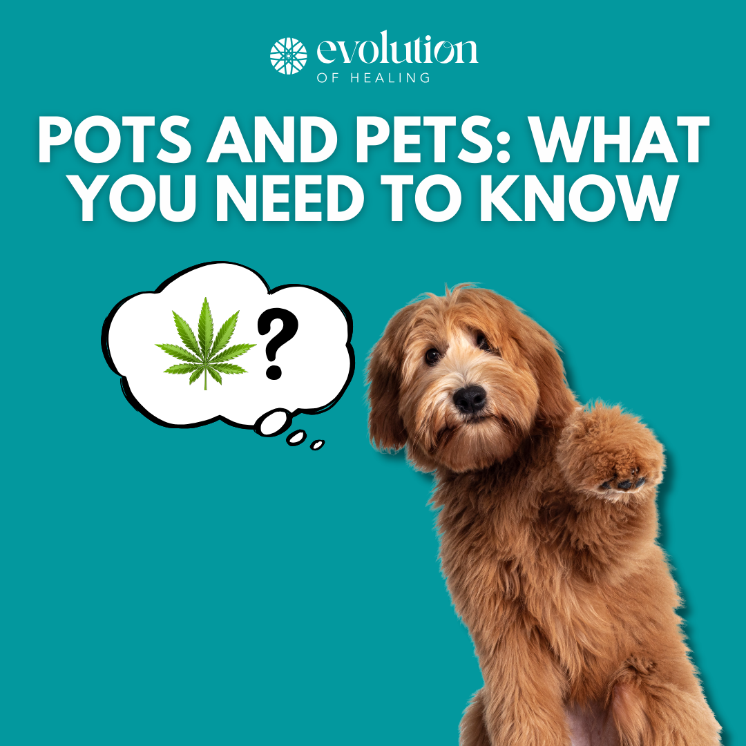 Pots and Pets: What You Need To Know