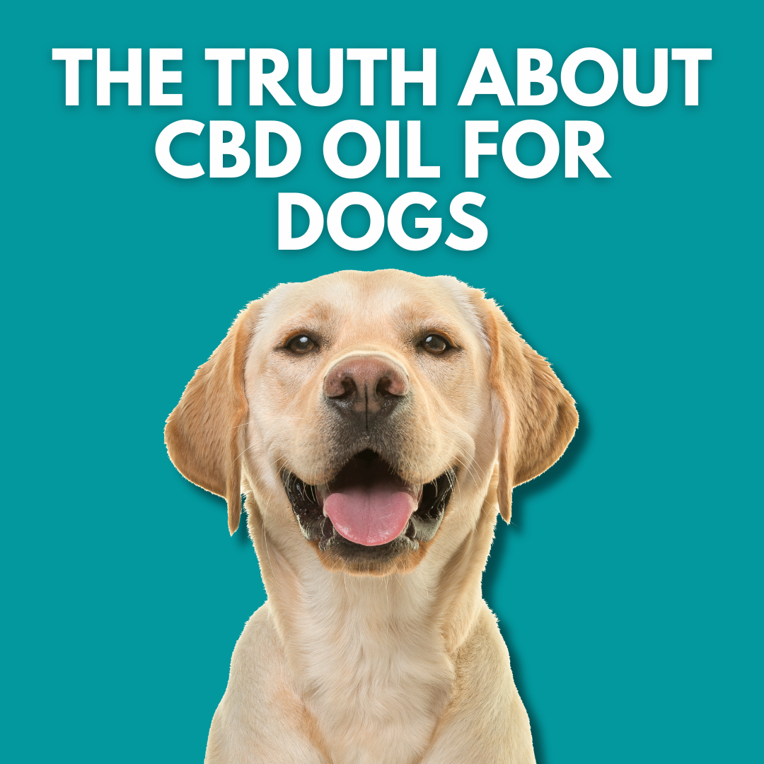 The Truth About CBD Oil For Dogs